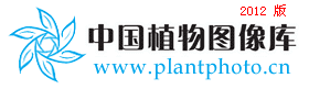 黑果石楠 Photinia atropurpurea