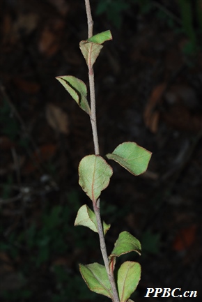 蓝雪花属 Ceratostigma