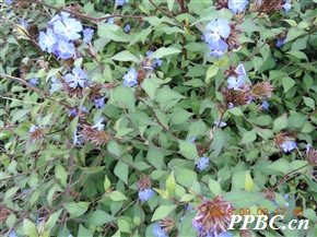 蓝雪花属 Ceratostigma