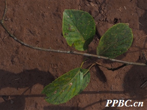 簇花猕猴桃 Actinidia fasciculoides