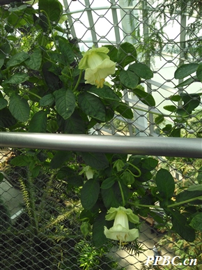 电灯花 Cobaea scandens