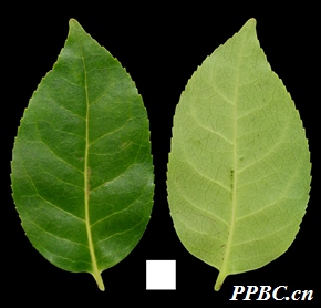 肋果茶 Sladenia celastrifolia